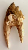 Basilosaurus Teeth 59