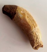 Basilosaurus Teeth CANINE 61