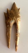 Basilosaurus Teeth 62