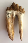 Basilosaurus Teeth 63