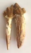 Basilosaurus Teeth 63