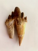 Basilosaurus Teeth 64