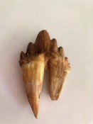Basilosaurus Teeth 64
