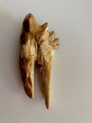 Basilosaurus Teeth 65