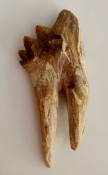Basilosaurus Teeth 65