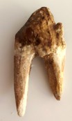 Basilosaurus Teeth 66