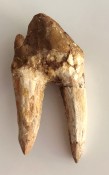 Basilosaurus Teeth 66