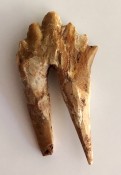Basilosaurus Teeth 67