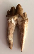 Basilosaurus Teeth 68