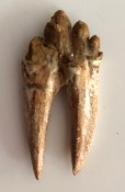 Basilosaurus Teeth 68