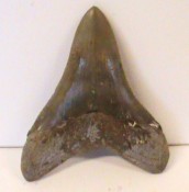 Megalodon tooth 03