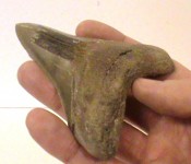 Megalodon tooth 03