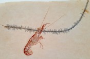 Mecochirus Lobster 74