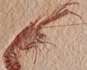 Mecochirus Lobster 75