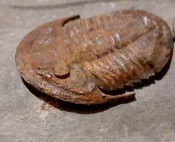 Asaphallus trilobites x3