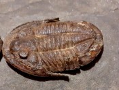 Asaphallus trilobites x3