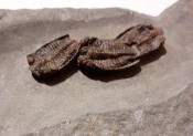 Parabathycheilus Trilobites X3