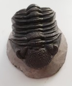 Drotops Trilobite