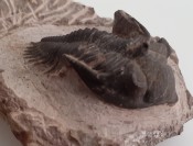 Metacanthus Trilobite