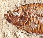 Diplomystus Fish