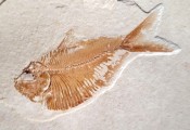 Triplomystus Fossil Fish from Lebanon
