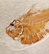 Triplomystus Fossil Fish from Lebanon
