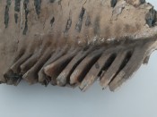 Mammoth Tooth with roots