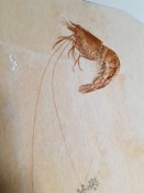 Large Aegar Shrimp 94