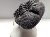 Drotops Trilobite