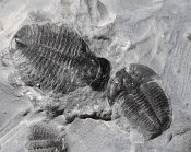 Elrathia Trilobites 101