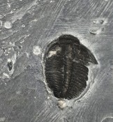 Elrathia Trilobites 103