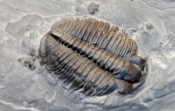 Elrathia Trilobites 110