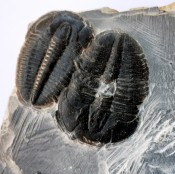 Elrathia Trilobites 104