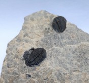 Elrathia Trilobites 105