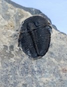 Elrathia Trilobites 105