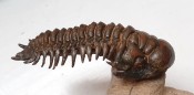 Crotalocephalina Trilobite 99