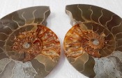 Split Cleoniceras Ammonite 112