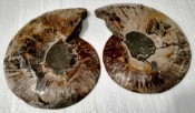 Split Cleoniceras Ammonite 112