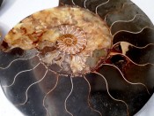 Split Cleoniceras Ammonite 113