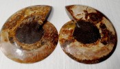 Split Cleoniceras Ammonite 113