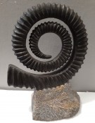 Anteoceras Heteromorph Ammonite 116