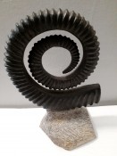 Anetoceras Heteromorph Ammonite 118