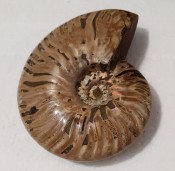 Cleoniceras Ammonite Madagascar 119