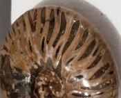 Cleoniceras Ammonite Madagascar 119