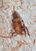 Fossil Cockroach125