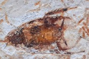 Fossil Cockroach125