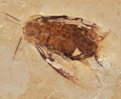True Bug Fossil 126
