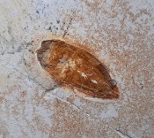 LARGE Cockroach Fossil127