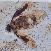 Bee Fossil