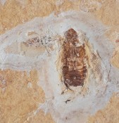 Amazing Flying Bee Fossil
